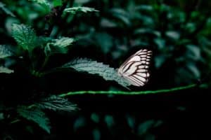 The butterfly effect, de magie van het leven.