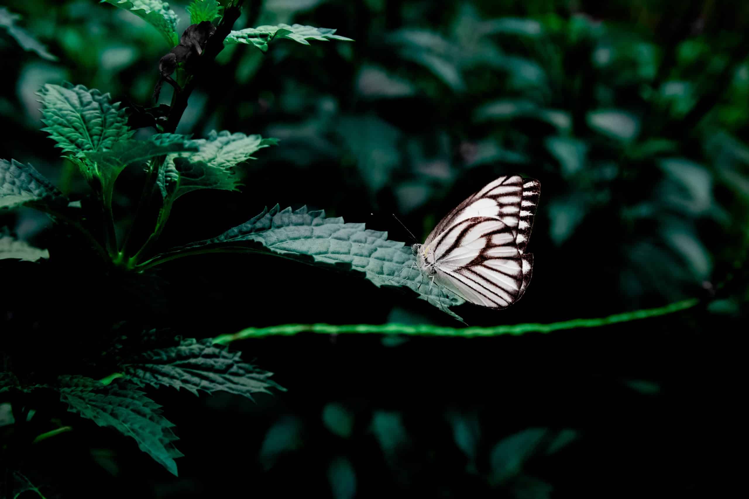 The butterfly effect - www.retraites-nederland.nl