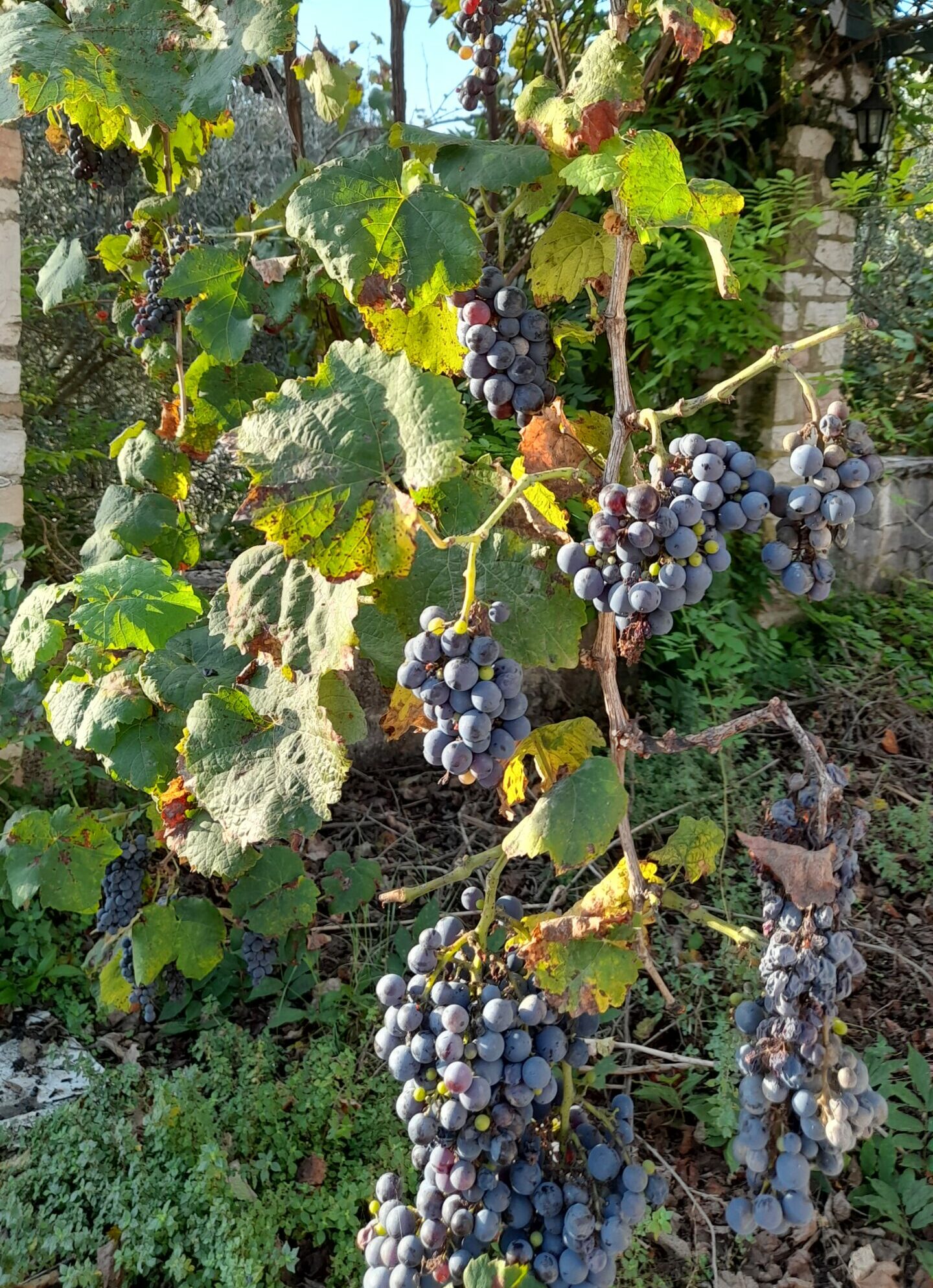 druiven 20230917_082836