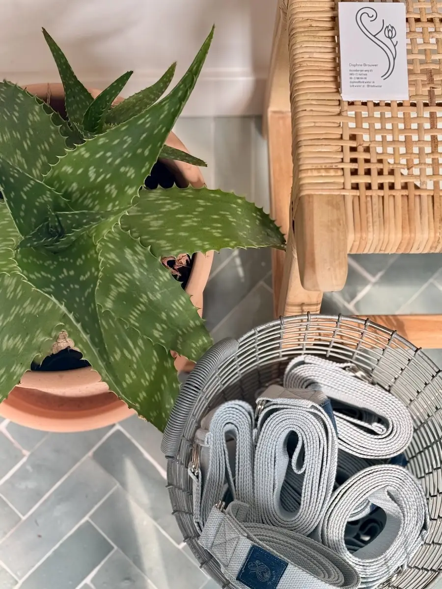 Bovenaf_aloe kopie