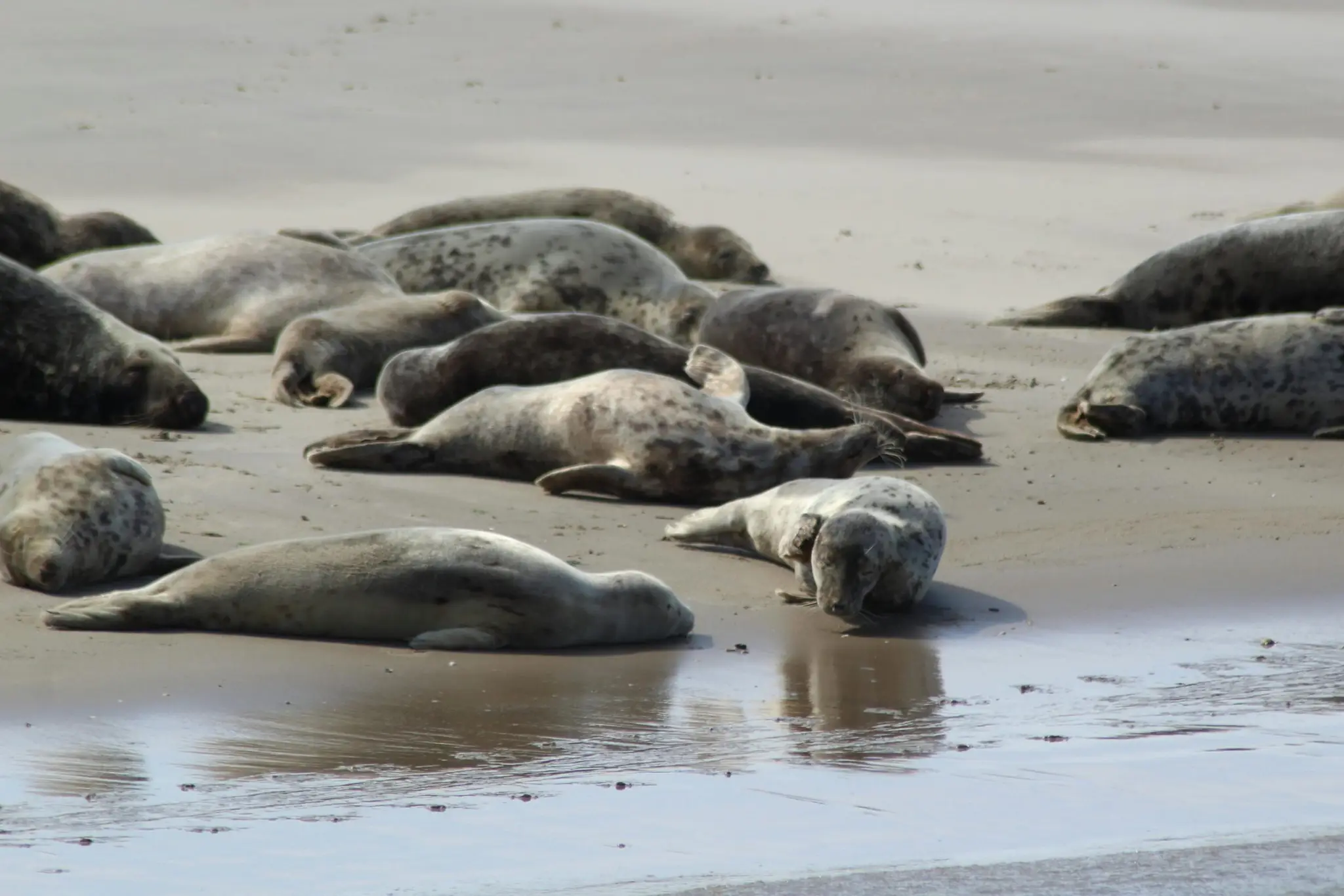 zeehond retraite
